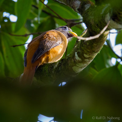 Philippine Trogon (Harpactes ardens) - Female