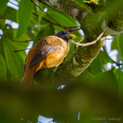 Philippine Trogon (Harpactes ardens) - Female