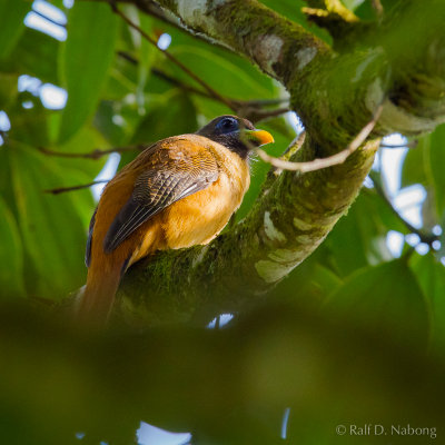Philippine Trogon (Harpactes ardens) - Female
