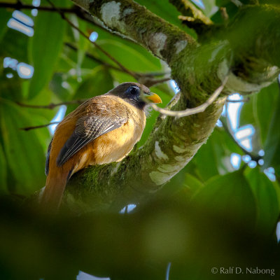 Philippine Trogon (Harpactes ardens) - Female