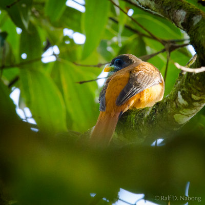 Philippine Trogon (Harpactes ardens) - Female