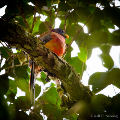 Philippine Trogon (Harpactes ardens) - Male