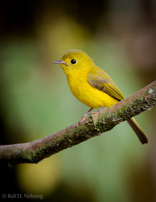 Citrine Canary-flycatcher (Culicicapa helianthea)