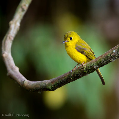 Citrine Canary-flycatcher (Culicicapa helianthea)