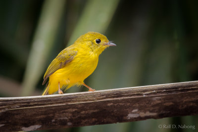 Citrine Canary-flycatcher (Culicicapa helianthea)