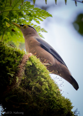 Sulphur-billed Nuthatch (Sitta oenochlamys)