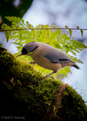 Sulphur-billed Nuthatch (Sitta oenochlamys)