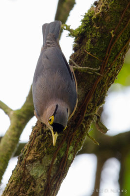 Sulphur-billed Nuthatch (Sitta oenochlamys)