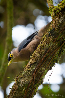 Sulphur-billed Nuthatch (Sitta oenochlamys)