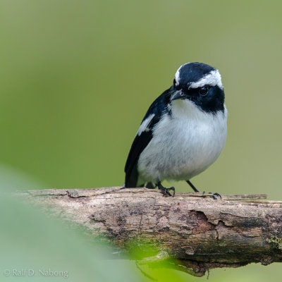 Little Pied Flycatcher (Ficedula westermanni)