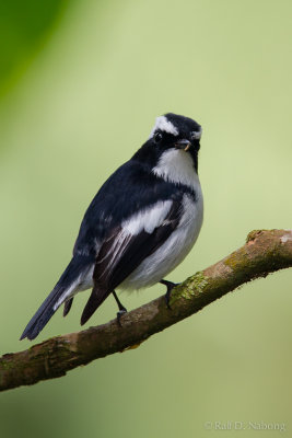 Little Pied Flycatcher (Ficedula westermanni)