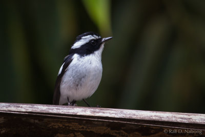 Little Pied Flycatcher (Ficedula westermanni)