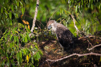 Philippine Eagle (Pithecophaga jefferyi) - 2 1/2 month old Eaglet