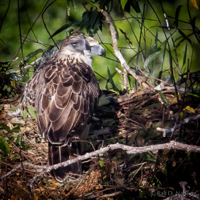 Philippine Eagle (Pithecophaga jefferyi) - mother with 2 1/2 month old Eaglet