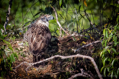 Philippine Eagle (Pithecophaga jefferyi) - mother with 2 1/2 month old Eaglet