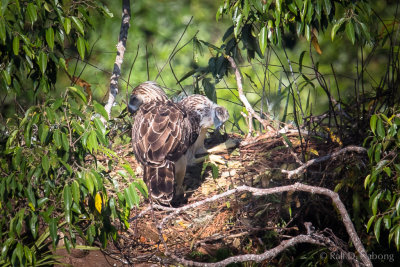 Philippine Eagle (Pithecophaga jefferyi) - mother with 2 1/2 month old Eaglet