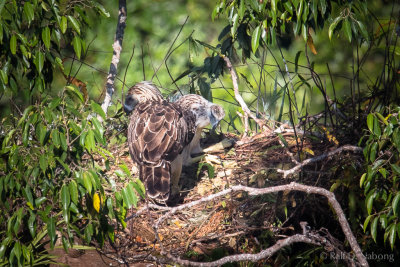 Philippine Eagle (Pithecophaga jefferyi) - mother with 2 1/2 month old Eaglet