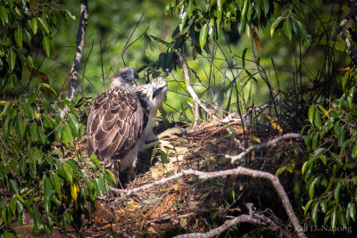 Philippine Eagle (Pithecophaga jefferyi) - mother with 2 1/2 month old Eaglet