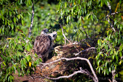 Philippine Eagle (Pithecophaga jefferyi) - mother with 2 1/2 month old Eaglet