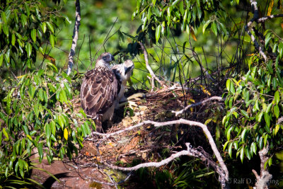 Philippine Eagle (Pithecophaga jefferyi) - mother with 2 1/2 month old Eaglet