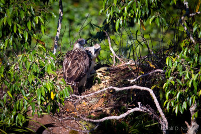 Philippine Eagle (Pithecophaga jefferyi) - mother with 2 1/2 month old Eaglet
