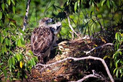 Philippine Eagle (Pithecophaga jefferyi) - mother with 2 1/2 month old Eaglet