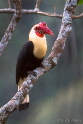 Writhed Hornbill (Aceros leucocephalus)