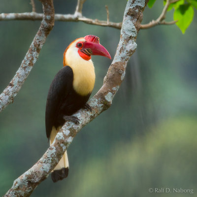 Writhed Hornbill (Aceros leucocephalus)