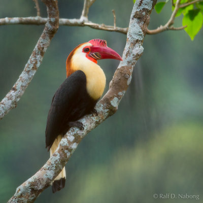 Writhed Hornbill (Aceros leucocephalus)