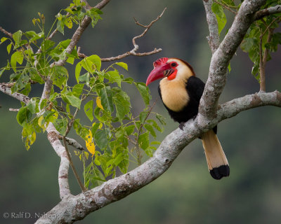 Writhed Hornbill (Aceros leucocephalus)