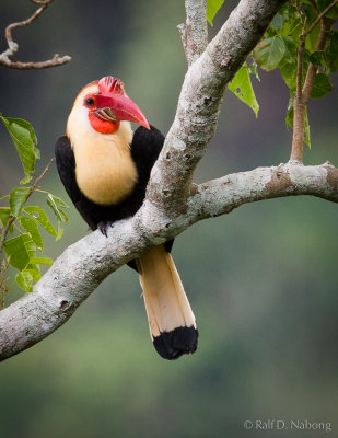 Writhed Hornbill (Aceros leucocephalus)