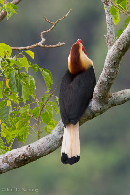 Writhed Hornbill (Aceros leucocephalus)
