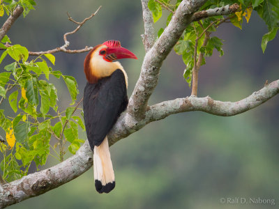 Writhed Hornbill (Aceros leucocephalus)