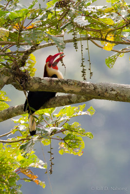 Writhed Hornbill (Aceros leucocephalus) 