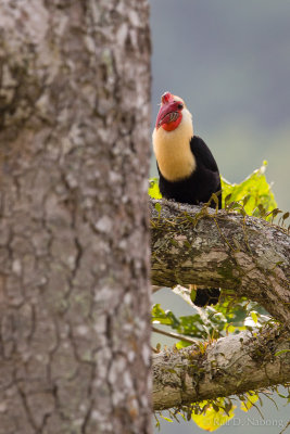 Writhed Hornbill (Aceros leucocephalus) 