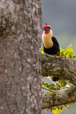 Writhed Hornbill (Aceros leucocephalus) 