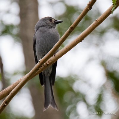 Drongo