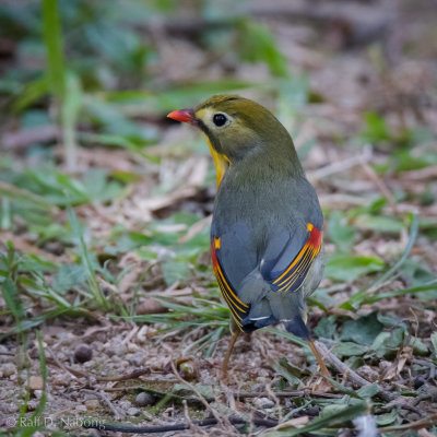 Red-Billed Leiothrix