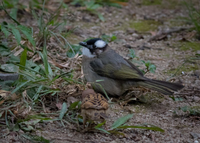 Chinese Bulbul