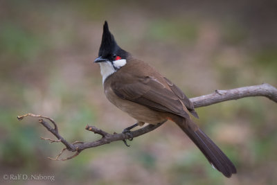 Red-whiskered Bulbul