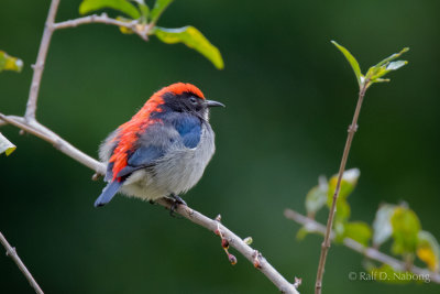 Scarlet-backed Flowerpecker