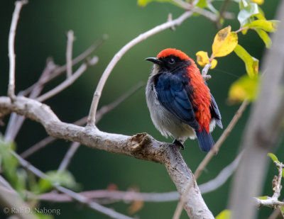 Scarlet-backed Flowerpecker