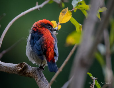 Scarlet-backed Flowerpecker