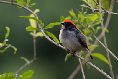 Scarlet-backed Flowerpecker