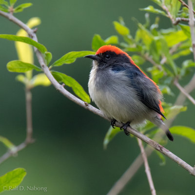 Scarlet-backed Flowerpecker