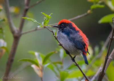 Scarlet-backed Flowerpecker