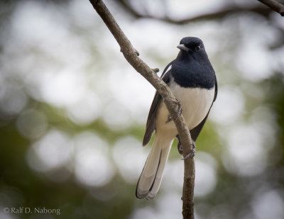 Oriental Magpie Robin