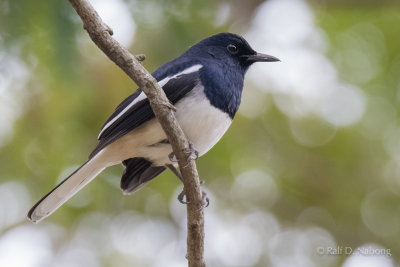 Oriental Magpie Robin