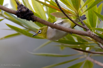 Chinese White-eye