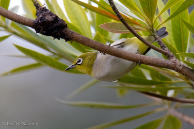 Chinese White-eye